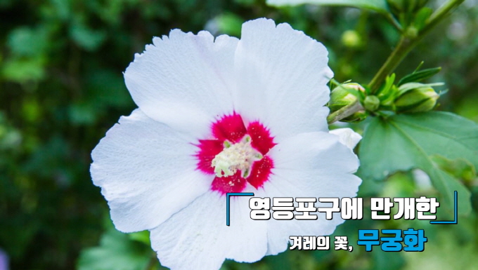 영등포구에 만개한 겨레의 꽃, 무궁화 사진