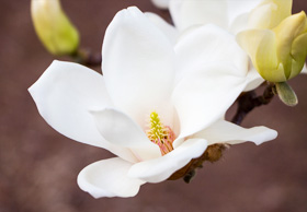yeongdeungpo-gu city Flower : Magnolia